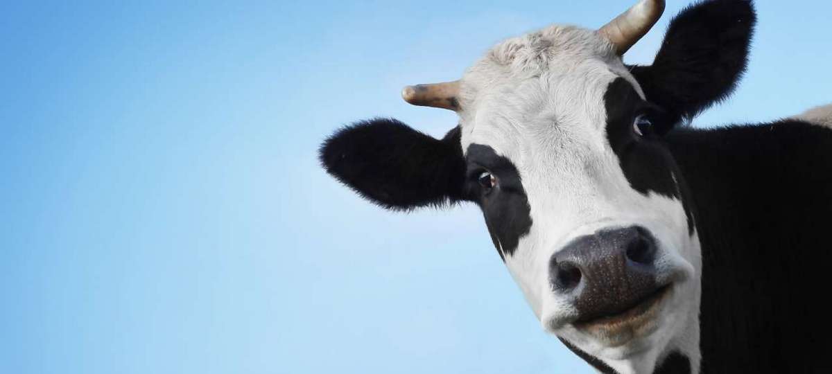 Корова, крупный план