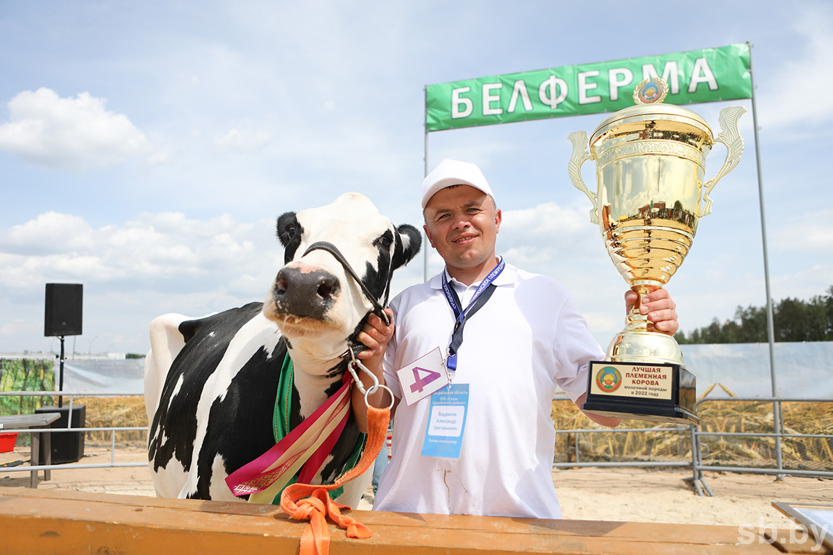Чемпионка конкурса, корова Белорусочка из СПК «‎Озеры»‎ Гродненского района. Фото: sb.by.