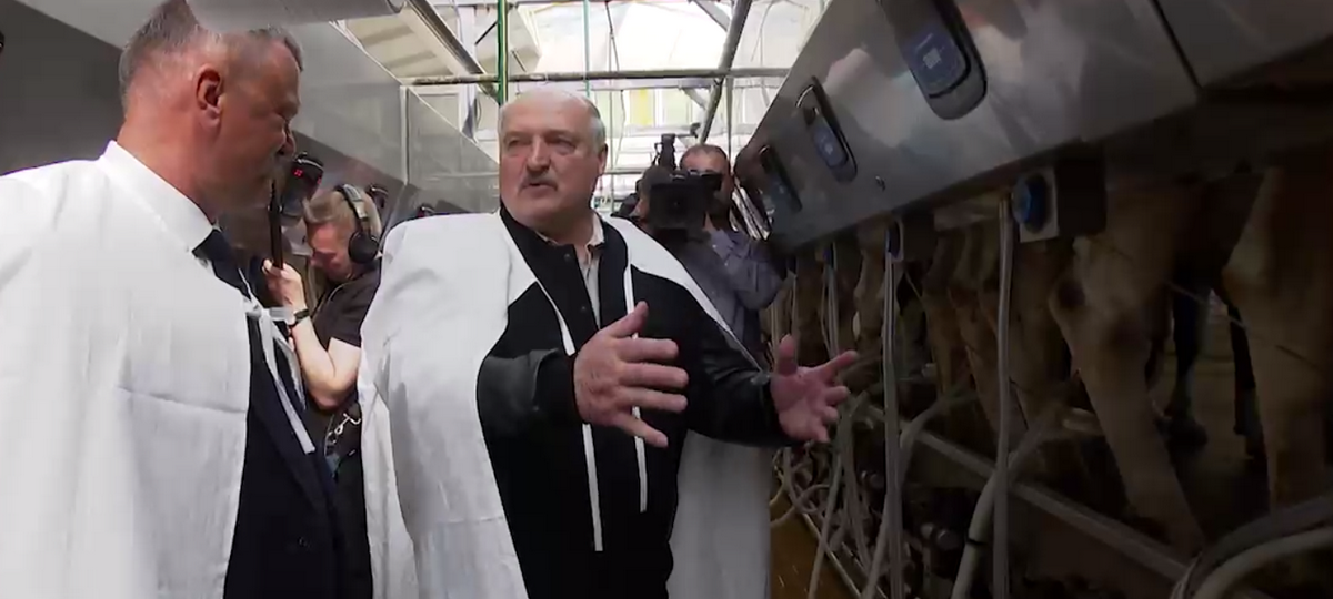 дохлые коровы