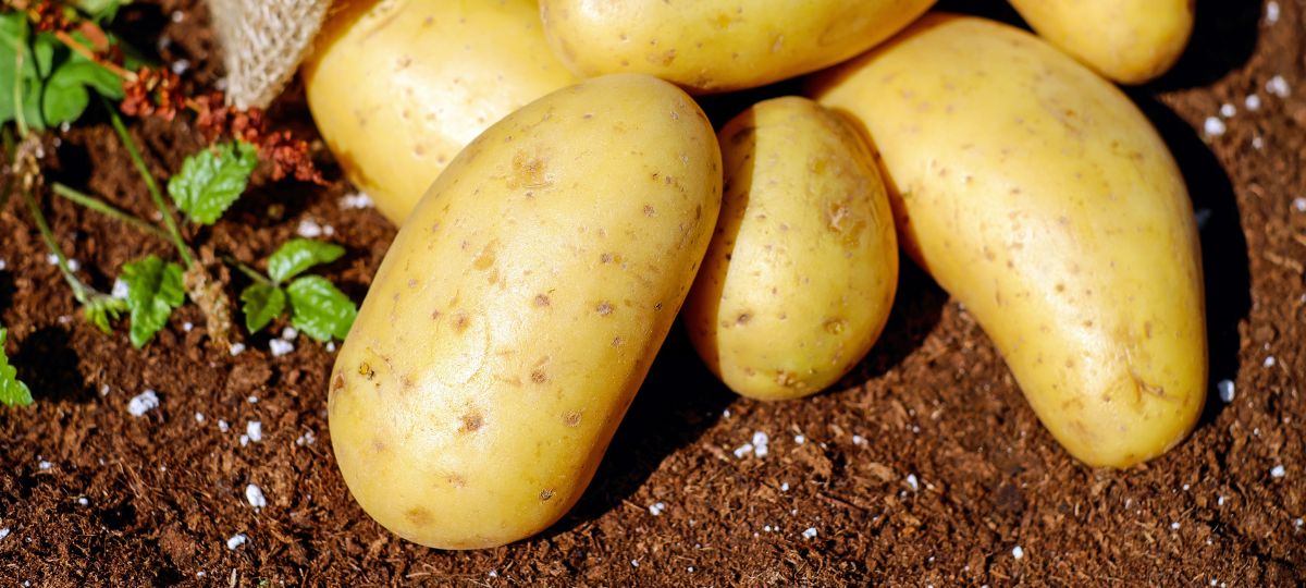 картофель в Беларуси