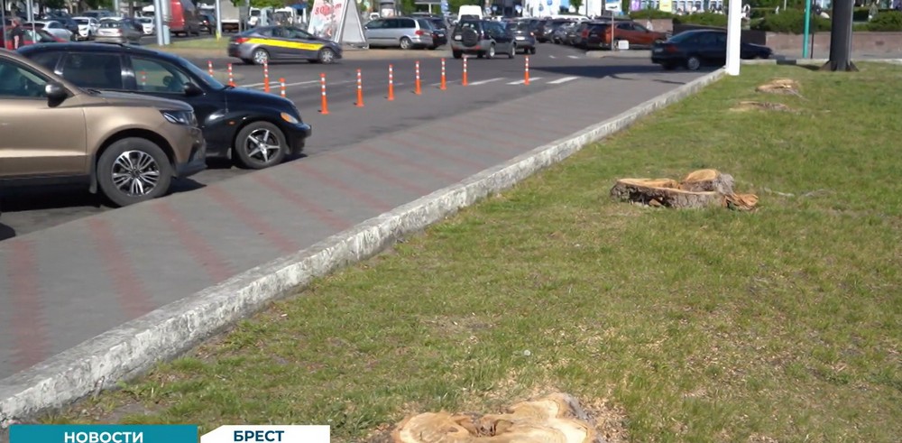 Пни от спиленных деревьев возле гостиницы «Интурист» в Бресте. Скриншот видео