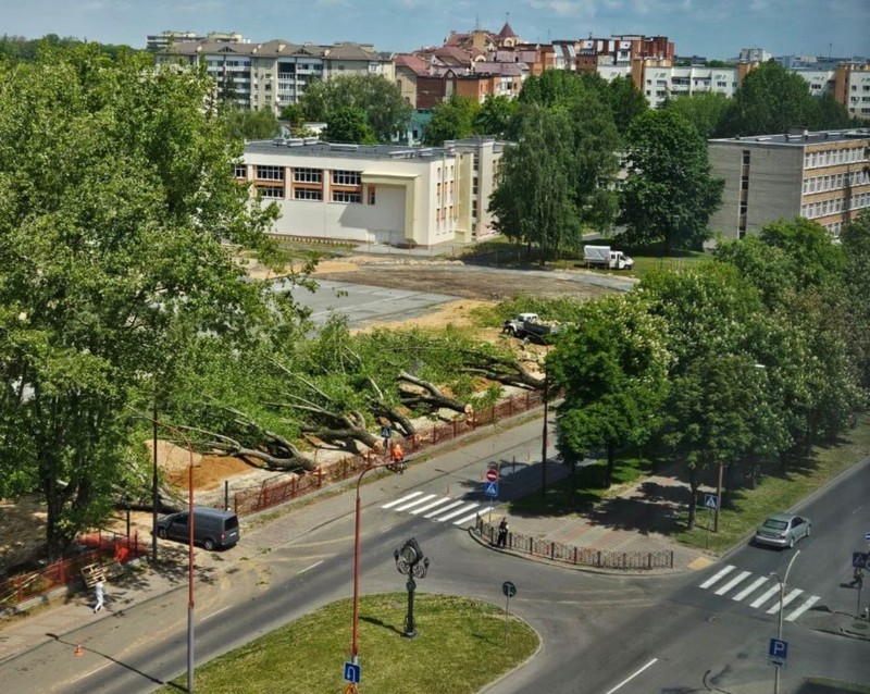 Спиленные деревья в СШ №9 Бреста. Фото из соцсетей