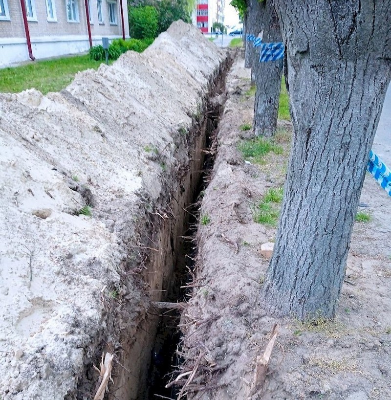 Траншея в Жабинке, ради которой у деревьев обрубили корни