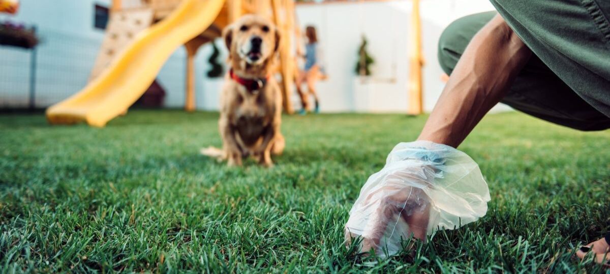 Сабака на пляцоўцы