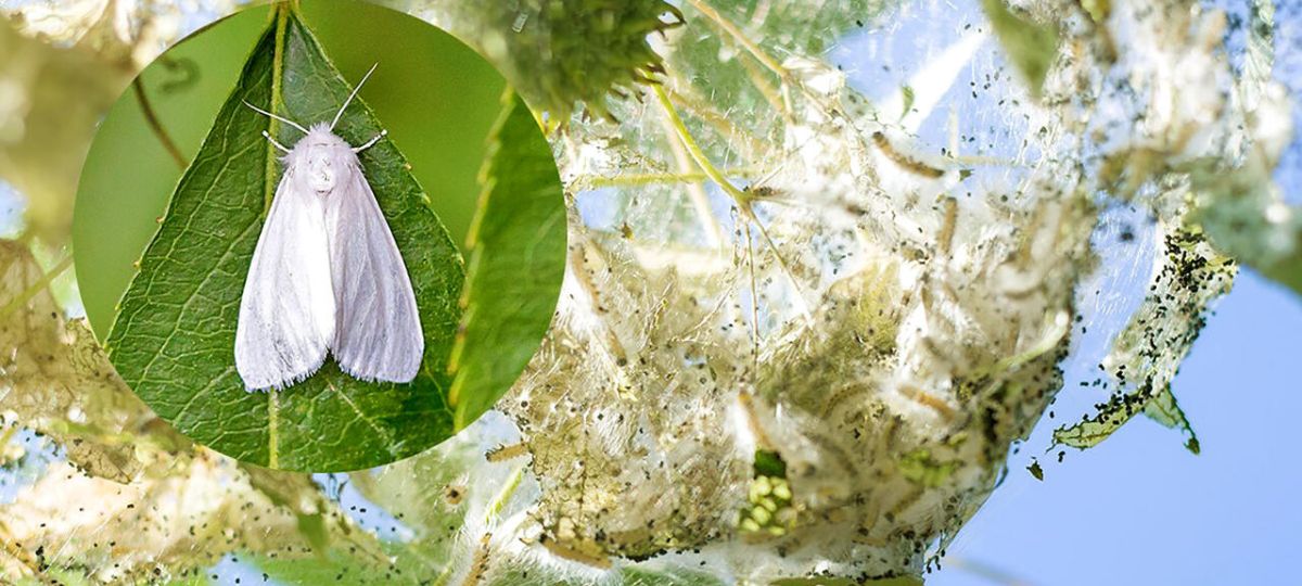 Американская белая бабочка, вредитель