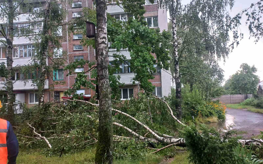 Поваленные деревья в Барановичах после ливня