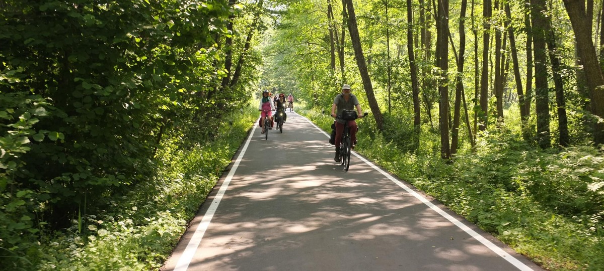 Велосипедисты в Беловежской пуще. Фото: https://bahna.land/ru