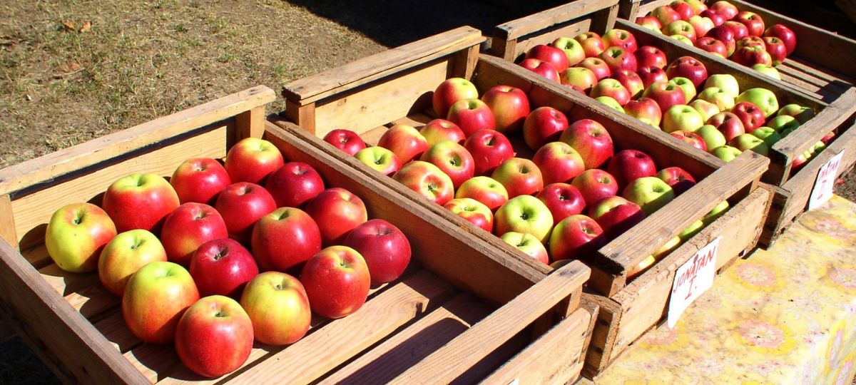 Ящики, яблоки, урожай