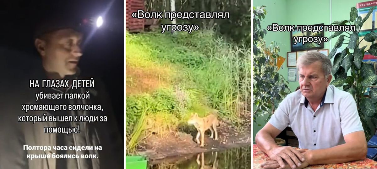 Убийство волчонка в заказнике «Выгонощанское». Коллаж BGmedia