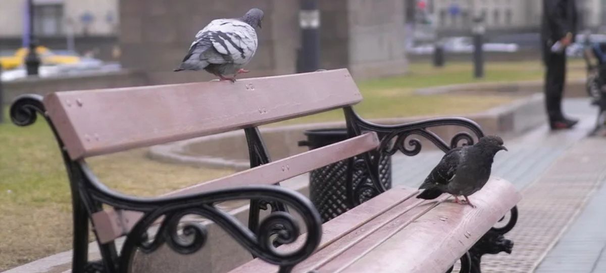 Лавочка, парк, голуби