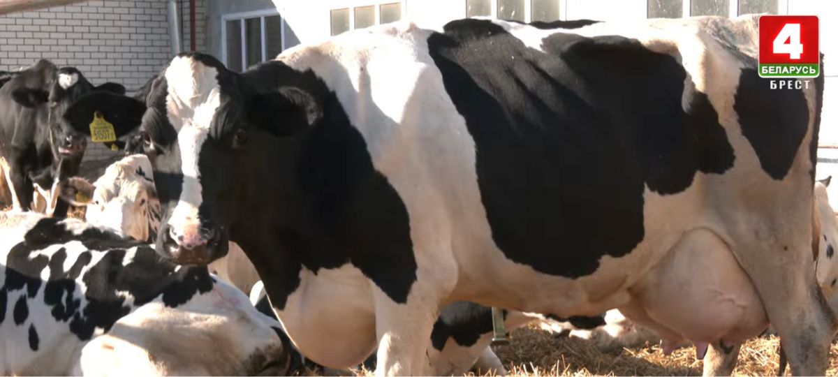Падеж скота, коровы, Барановичи