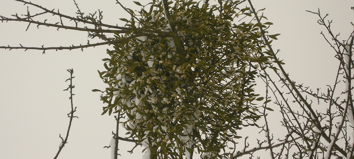 омела полупаразитное растение на дереве