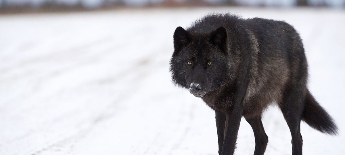 черный волк