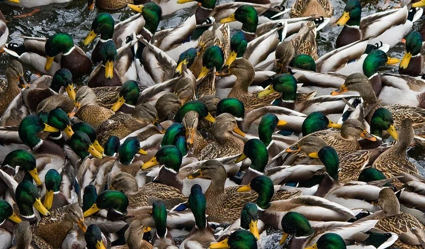 Утки на реке Дубровенке в Печерском лесопарке в Могилеве.