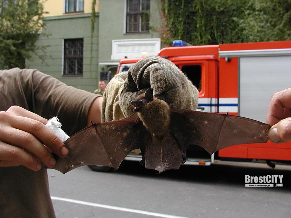 Эвакуация летучей мыши из городского здания в Бресте.