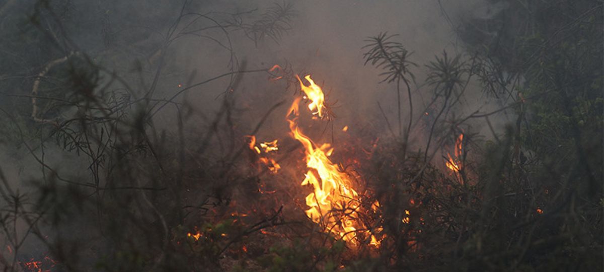 В лесу разгорается пожар.
