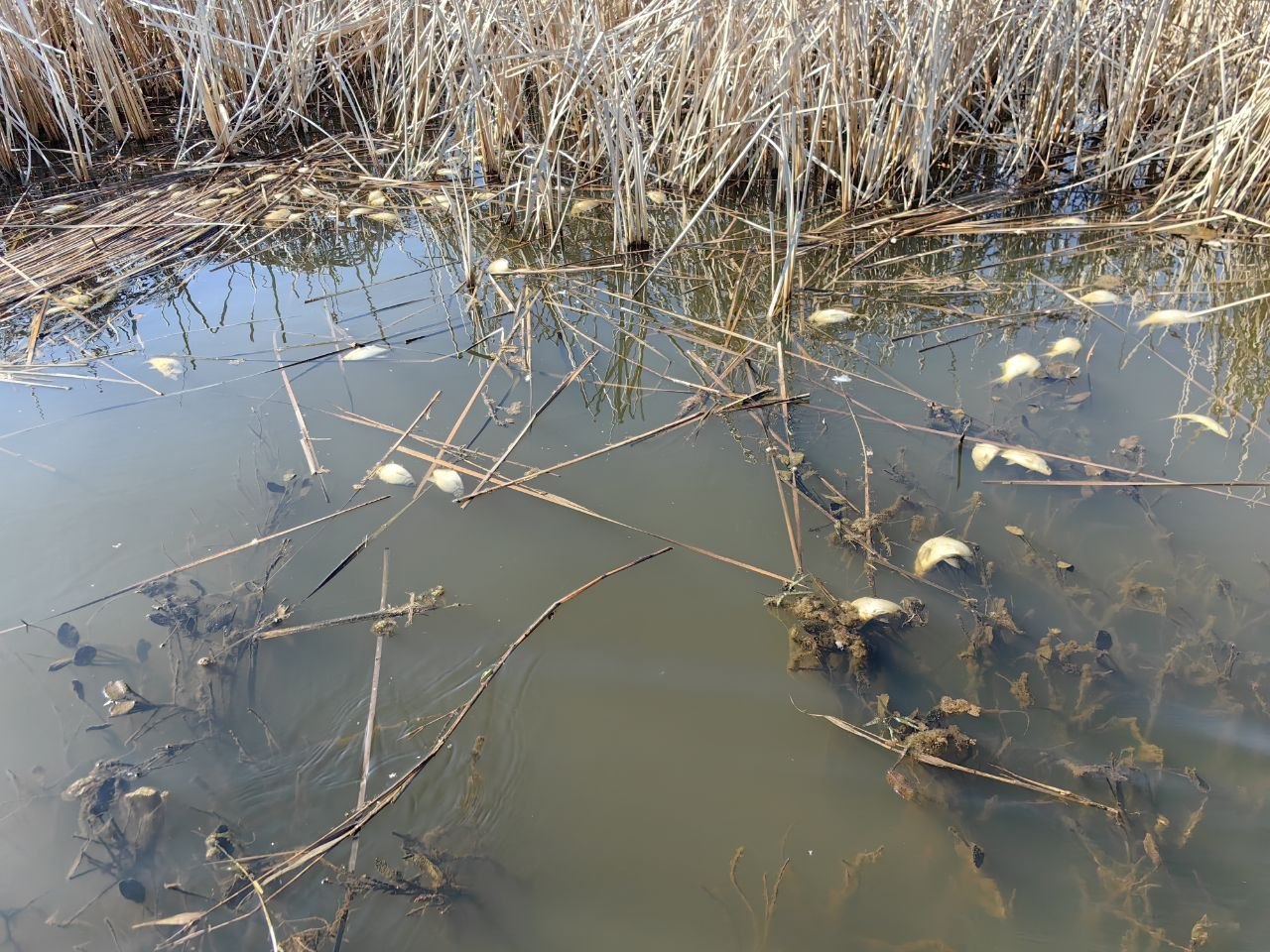 Замор рыбы на озере Погост в Пинском районе