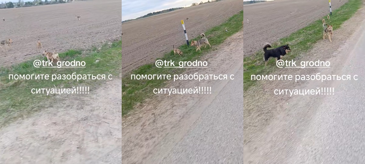 собаки безнадзорные