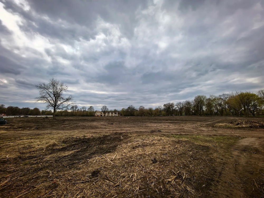 Вырубка деревьев в городе в Бресте